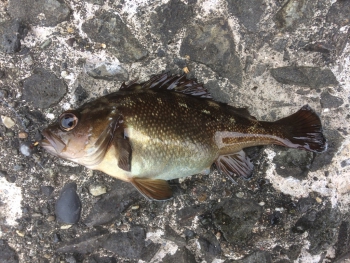 エゾメバル 虫ヘッド釣法目指せ100魚種キャンペーン18 16魚種目 株式会社オーナーばり 海釣り仕掛け 投げ釣り仕掛け 釣り針 淡水仕掛けなど 釣具全般商品を製造 販売