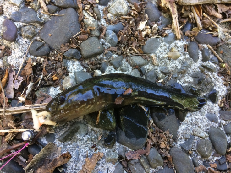 ヌマチチブ 虫ヘッド釣法目指せ100魚種キャンペーン18 27魚種目 株式会社オーナーばり 海釣り仕掛け 投げ釣り 仕掛け 釣り針 淡水仕掛けなど 釣具全般商品を製造 販売