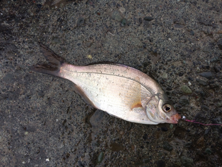 ウミタナゴ 虫ヘッド釣法目指せ100魚種キャンペーン18 52魚種目 株式会社オーナーばり 海釣り仕掛け 投げ釣り 仕掛け 釣り針 淡水仕掛けなど 釣具全般商品を製造 販売