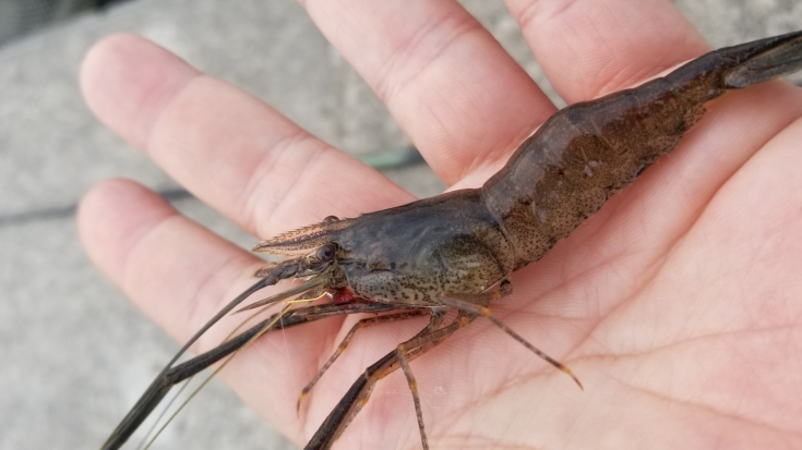 テナガエビを釣りに行こうよ 株式会社オーナーばり 海釣り仕掛け 投げ釣り仕掛け 釣り針 淡水仕掛けなど 釣具全般商品を製造 販売