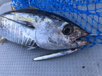 マグロ釣り用　カギ マグロ釣り用 カギ