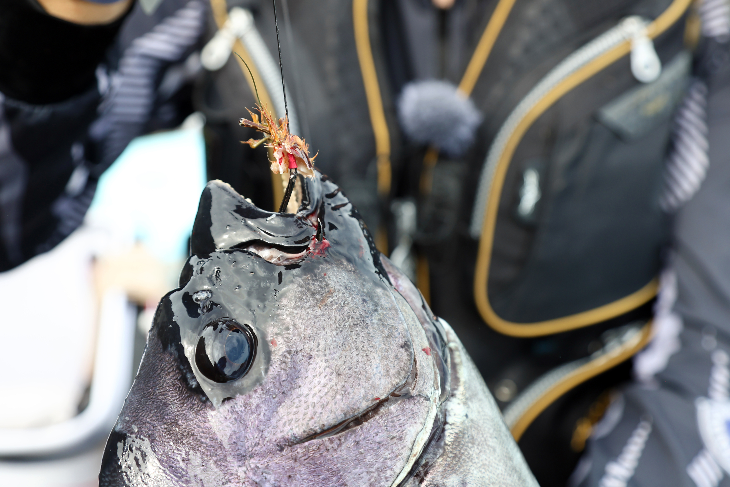 OH口白石鯛がカンヌキを貫いていた。小バリは使わない主義、大バリだからこそ獲れる魚がいると考えている